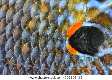 False-eye and colorful fish scales close up texture. False-eye is a natural protection against  possible predators