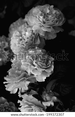 rose, gothic rose. rose photo, white rose, beautiful rose