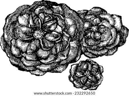rose ,graphics rose, tea rose, flower, rose vector, rose black, black rose