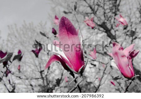 Scattered purple flowers on a black and white background