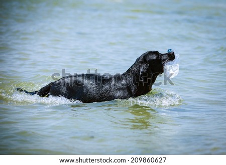 Black Labrador fetching plastic bottle from the sea