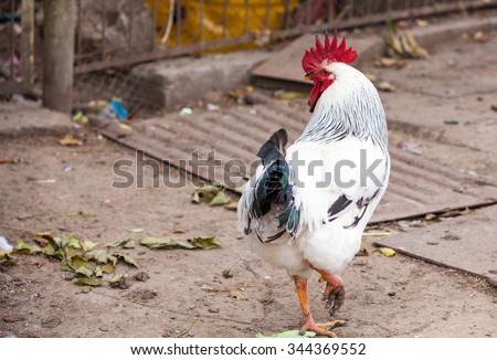 Rooster on traditional free range poultry farm