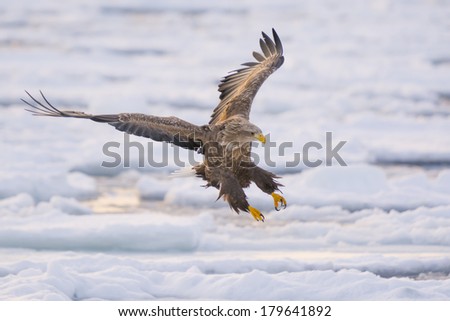 Whitetail Eagle - Landing