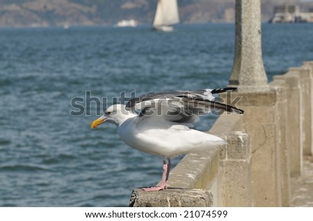 Seagull ready to fly