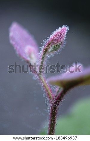 Droplet trapped on pink furry branches