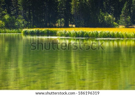 Tranquil greenly reed marsh and reflection