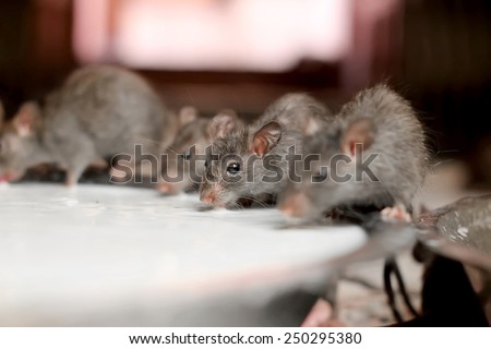 Rats drinking milk in an indian temple
