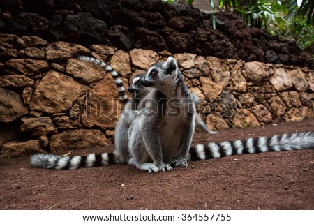 Lemur in animal sanctuary.
