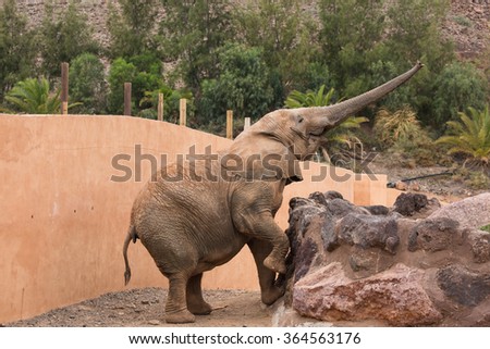 Elephant in animal sanctuary in Spain.
