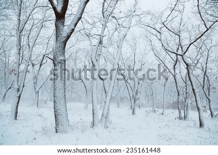 Winter landscape. Snowfall in the forest. Russia