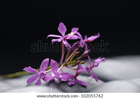 Still life with bouquet of orchid flowers with pebbles
