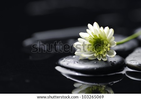 Still life with white chrysanthemum flowers and zen stones