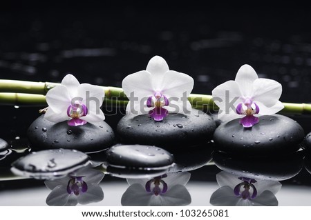Spa still life with three orchid and zen stones with bamboo grove reflection