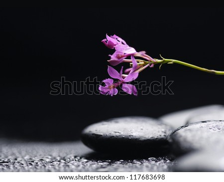 branch orchid with therapy stones with water drop