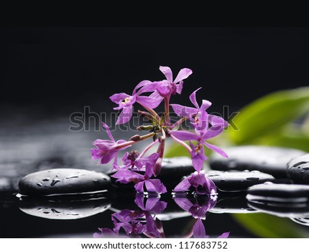 Branch red orchid flower and stone with green plant in water drops