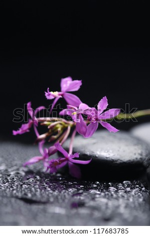 branch orchid with therapy stones with water drops