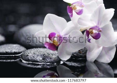 still life with white orchid on pebble