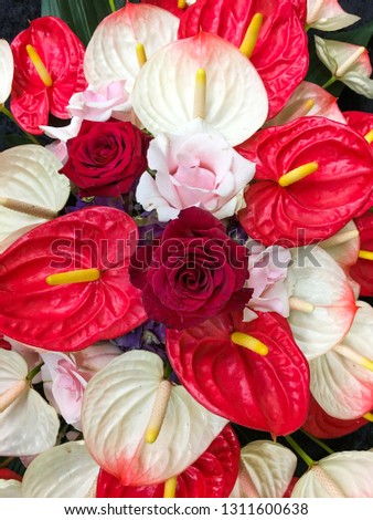 Beautiful Tropical anthurium Flowers with rose in a Flower shop