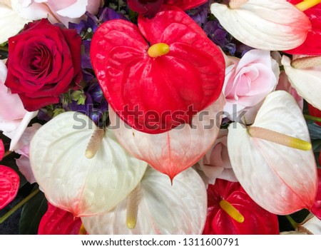 Beautiful anthurium Flowers with rose in a Flower shop