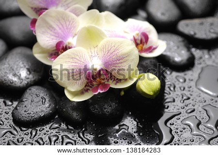 branch orchid with therapy stones in water drop