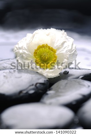White poppy flower with therapy stones
