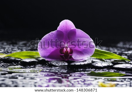 Pink orchid and black stones with palm leaf on wet background