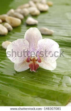 White flower with row of stones on banana leaf