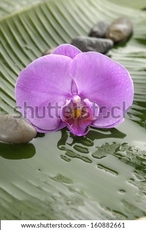 Pink orchid flower with row of stones on banana leaf