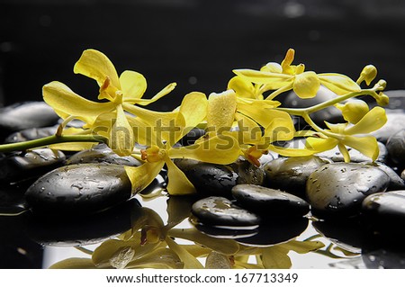 branch yellow orchid with therapy stones in water drop
