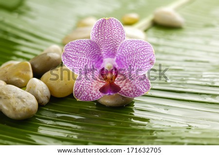 Macro of gorgeous pink orchid with spa stones on banana leaf texture