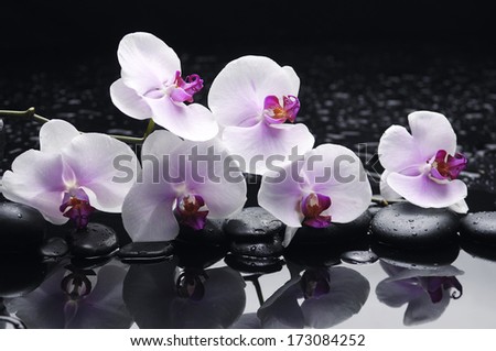 Six orchid on pebbles with zen stones