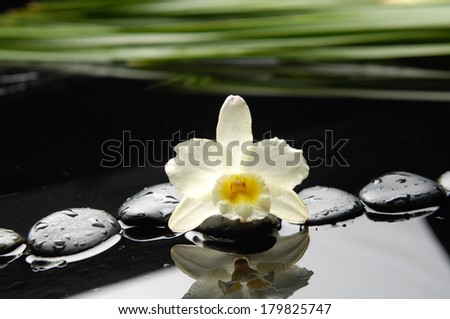 Still life with white orchid and green leaf and zen stones