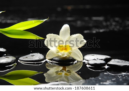 Still life with white orchid, green leaf and zen stones
