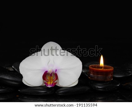 still life with orchid and candle on black stones