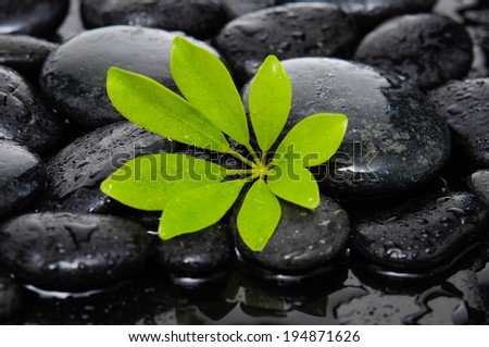 Wet Stones with spring Green leaf