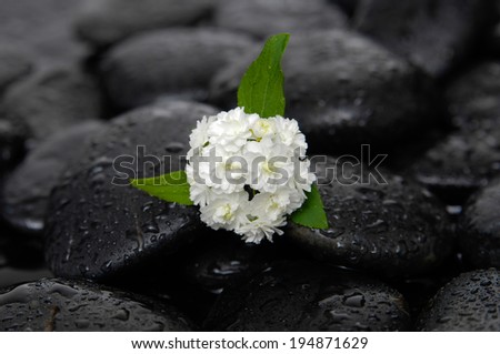white hydrangea and wet stones