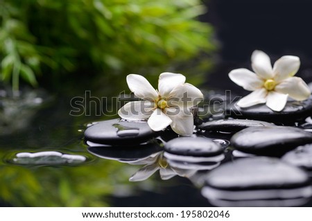 Spa still with gardenia flower and green plant on pebbles