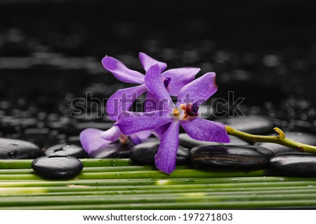 Still life with beautiful purple orchid with row of  green plant stem on black stones