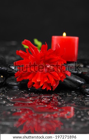Wet background with red candle with red ranunculus