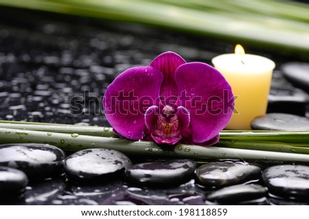 spa concept Ã¢Â?Â?red orchid and candle with set of plant stem