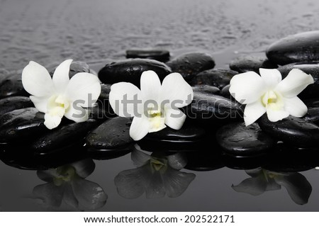 three white orchid on wet stones Ã¢Â?Â?wet background