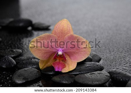 Still life with beautiful orchid with wet stones