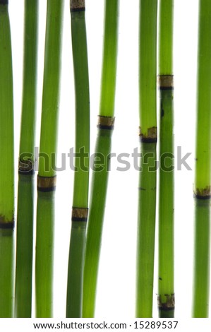 Zen bamboo stems .isolated on white