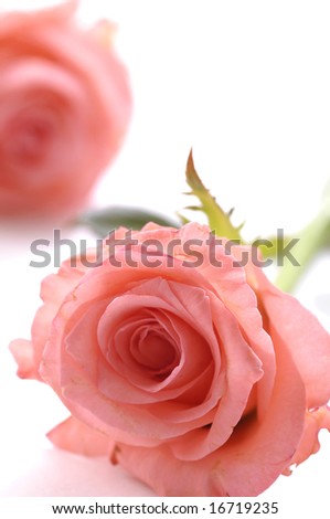 Fresh roses isolated on the white  peach rose