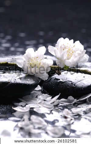 Stacked stones and white flower with petal on water drops