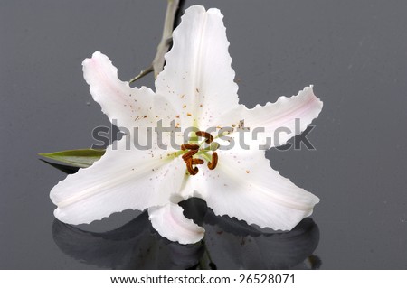 closeup of Madonna lily