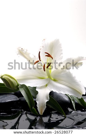 Madonna lilies with spa stone