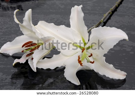 Madonna lilies with spa stone