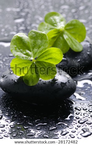 Spa still life with black stones and leaves with water drops