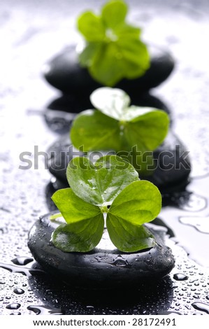 Spa still life with black stones and leaves with water drops